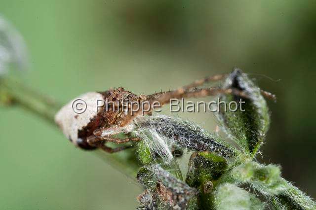 Thomisidae_9923.JPG - France, Araneae, Thomisidae, Araignée-crabe ou Thomise (Tmarus piper)//France, Araneae, Thomisidae, Crab spider